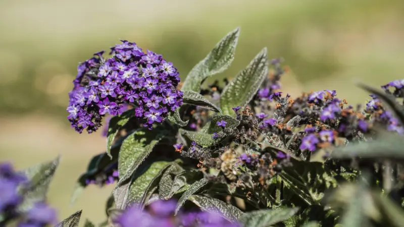 Purple Heliotrope flowers beside textured green leaves in sunlight.