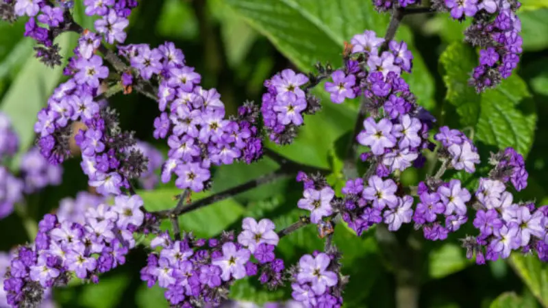 Clusters of light purple Heliotrope flowers surrounded by leaves.