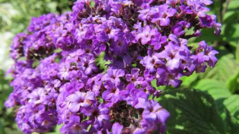 Close-up of a dome-shaped purple Heliotrope flower cluster.