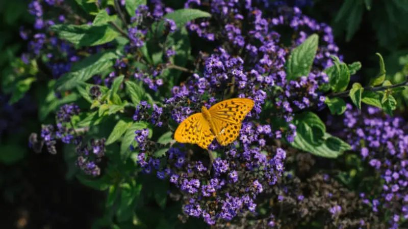 Orange butterfly resting on purple Heliotrope flowers.