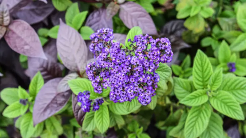 Purple Heliotrope flower cluster framed by dark purple and green leaves.