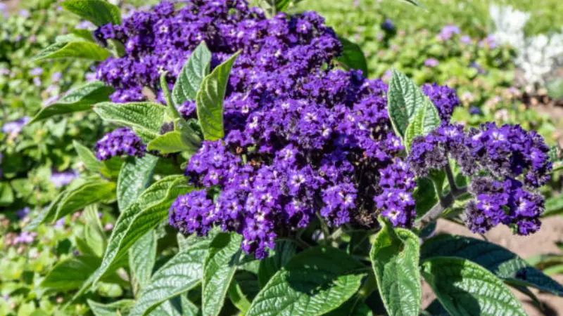 Bushy plant covered with deep purple Heliotrope flower clusters.