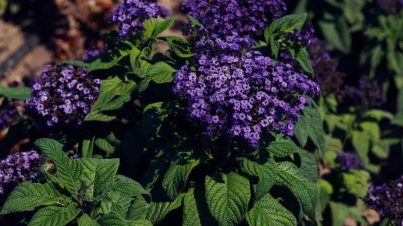 Purple Heliotrope flowers against a soft vintage-toned background.