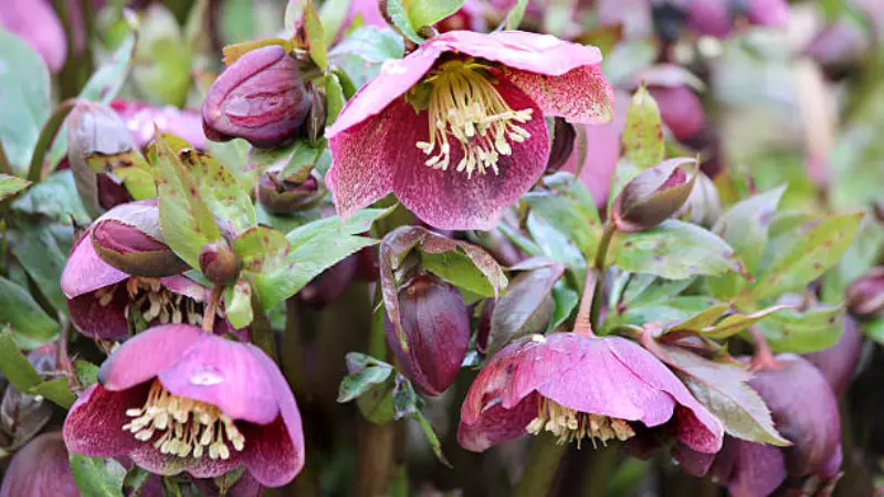 Clump of deep red-pink Hellebore flowers and buds in various stages of bloom.