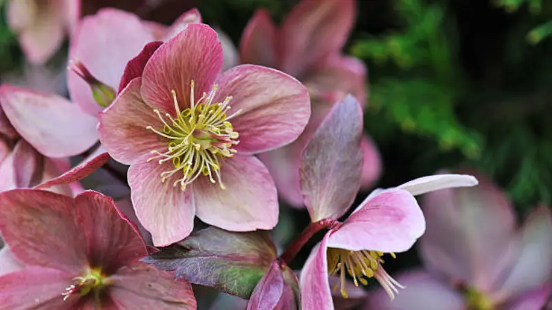 Several dusty pink-mauve Hellebore flowers with prominent yellow stamens.