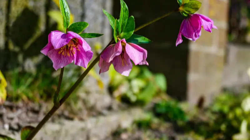 Three nodding pink Hellebore flowers on a single arching stem.