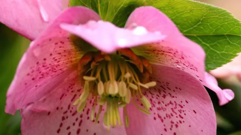Extreme close-up of a pink Hellebore flower showing dark speckles and pale yellow stamens.