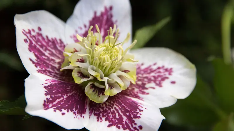 Close-up of a white Hellebore flower heavily spotted with purple-magenta speckles.