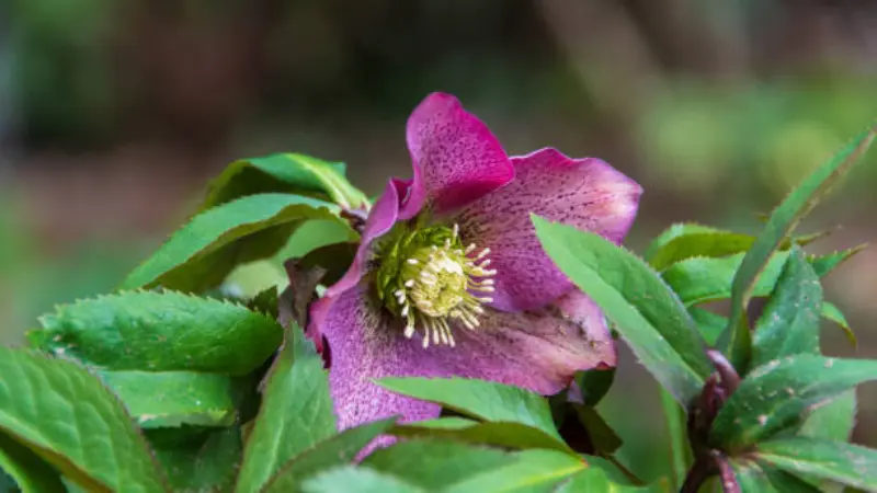 Single open purple-pink Hellebore flower with a yellow-green centre among serrated leaves.