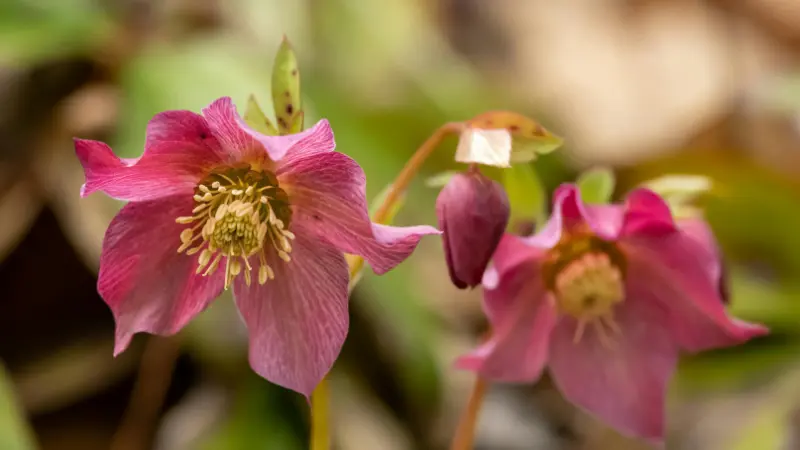 Fully open deep pink Hellebore flower beside a nodding dark pink bud.