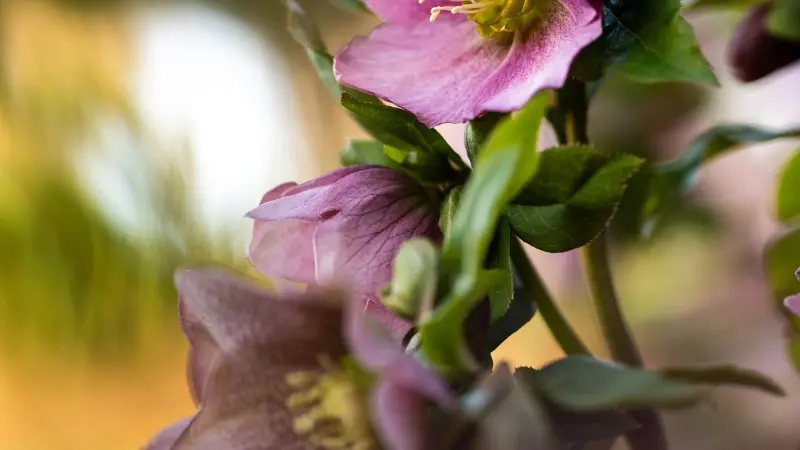Two Hellebore flowers—one pale pink and one darker purple—on a stem in warm golden light.