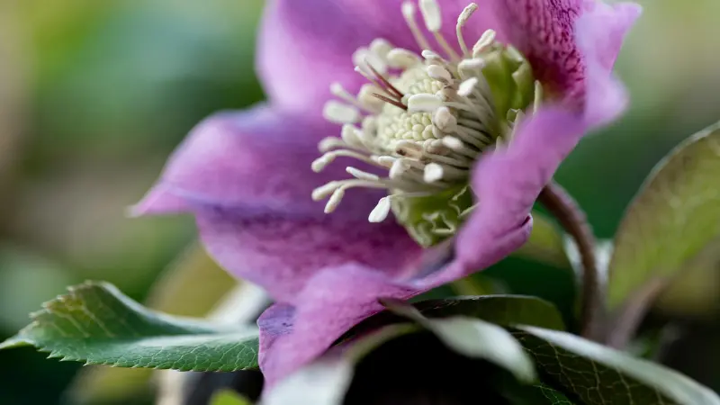 Close-up of a purple-lilac Hellebore flower with white stamens and pale green nectaries.