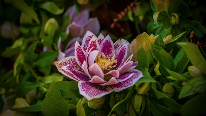 Fully double white Hellebore flower with purple-magenta spots and streaks.
