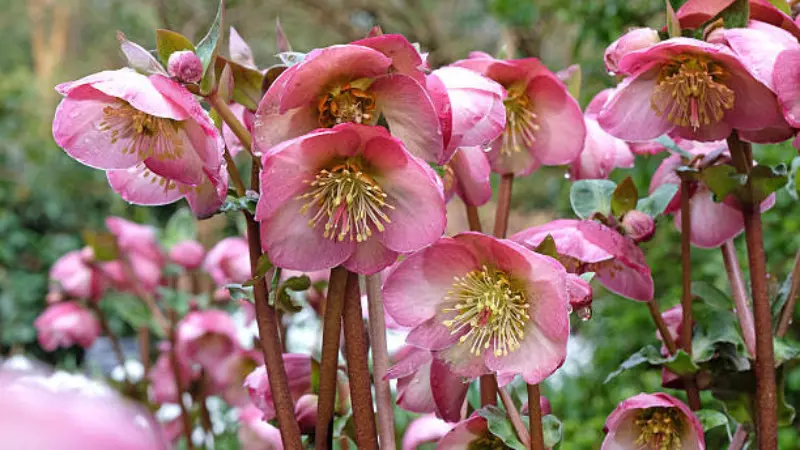 Several open pink Hellebore flowers on tall reddish stems.