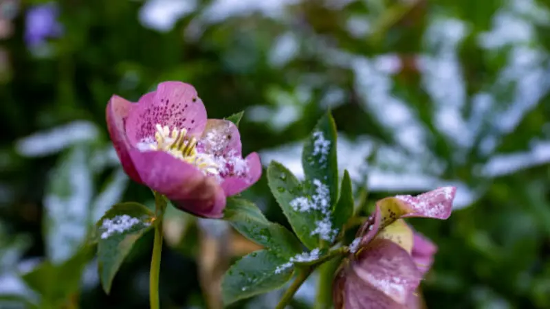Pink Hellebore flower and bud lightly dusted with snow.