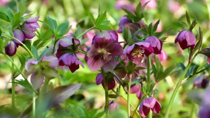 Multiple deep purple-maroon Hellebore flowers among green leaves.
