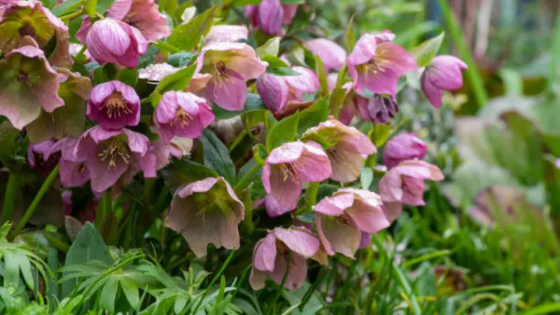 Large group of nodding pink Hellebore flowers filling a garden border.