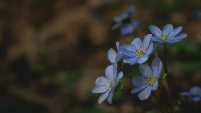 Cluster of pale blue-lavender Hepatica flowers with yellow centres.