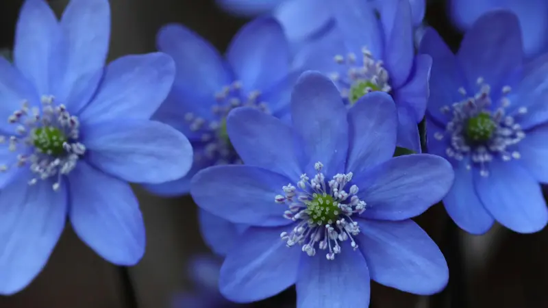 Cluster of vivid blue Hepatica flowers with green centres.