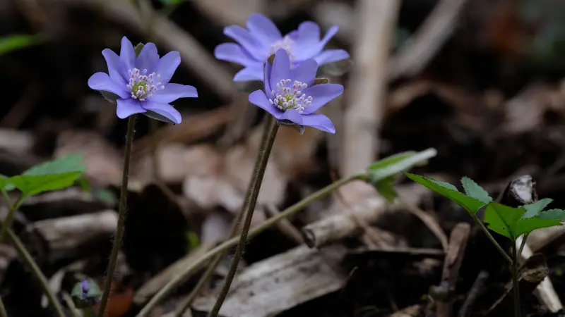 Two purple Hepatica flowers beside emerging green leaves.