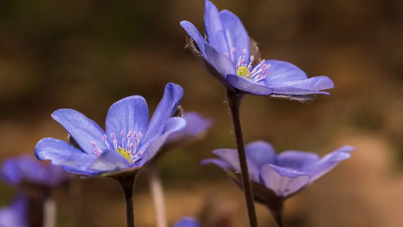 Two light blue Hepatica flowers with fuzzy stems in a blurred field.