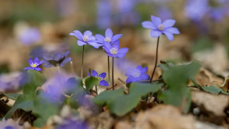 Small purple-blue Hepatica flowers blooming among fallen autumn leaves.
