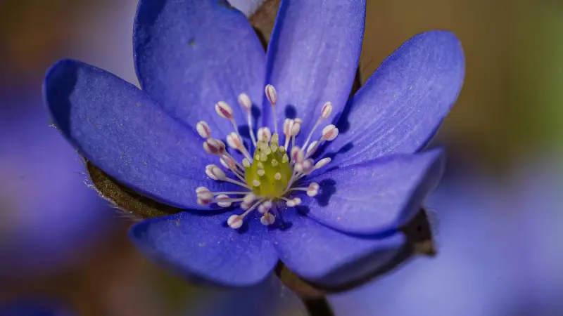 Close-up of a deep blue Hepatica flower with a yellow-green centre.