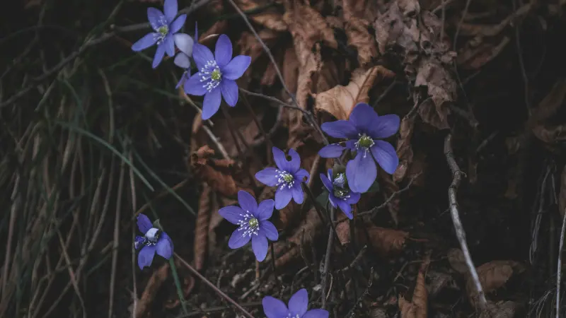 Deep purple Hepatica flowers scattered among dark grass and fallen leaves.