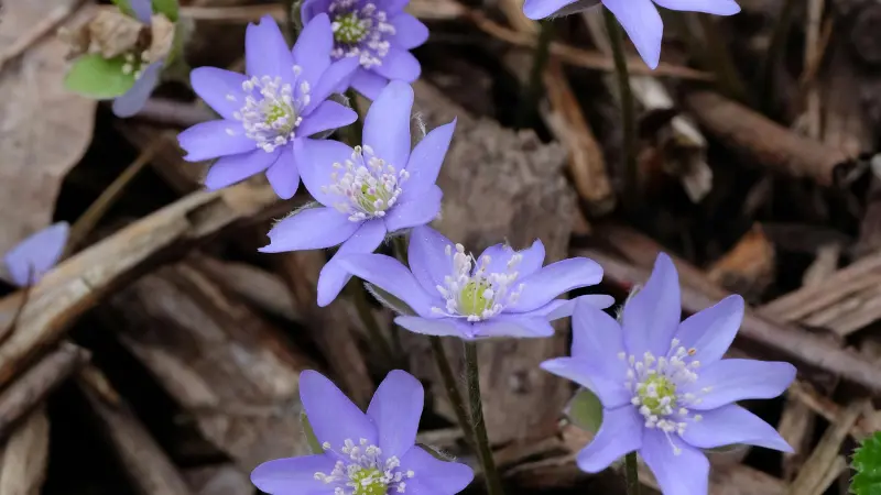 Light purple Hepatica flowers blooming among bark and dried leaves.