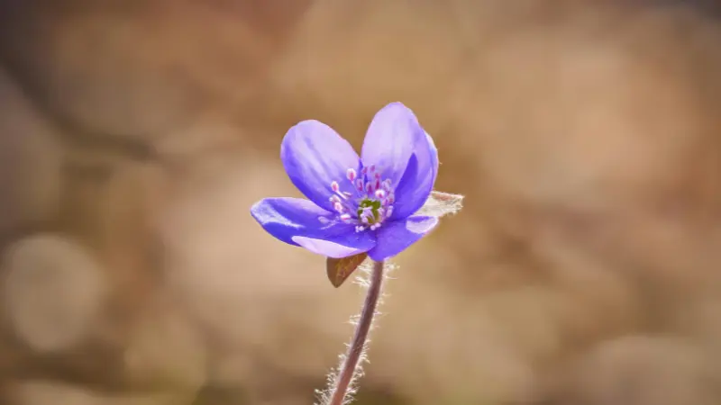 Single purple Hepatica flower with a hairy stem in soft light.