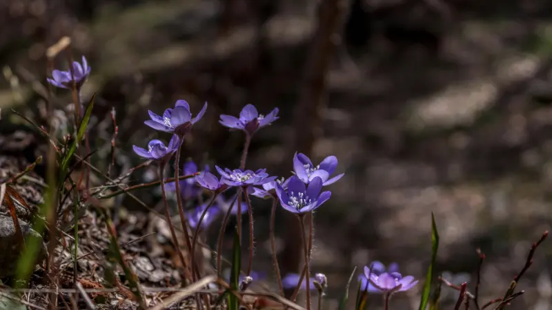 Purple Hepatica flowers blooming low among grass and dried leaves.
