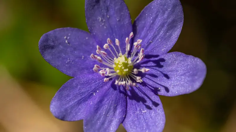 Close-up of a single purple-blue Hepatica flower with visible stamens.