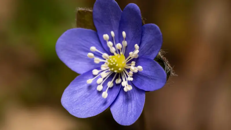 Bright blue-purple Hepatica flower with a yellow centre and white stamens.