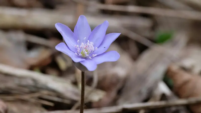 Pale blue-purple Hepatica flower standing alone on a slender stem.