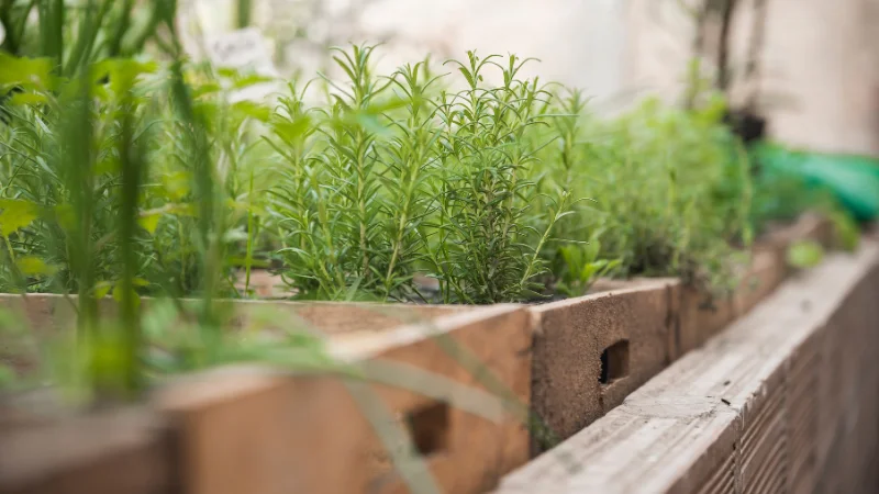 Home herb garden with fresh herbs