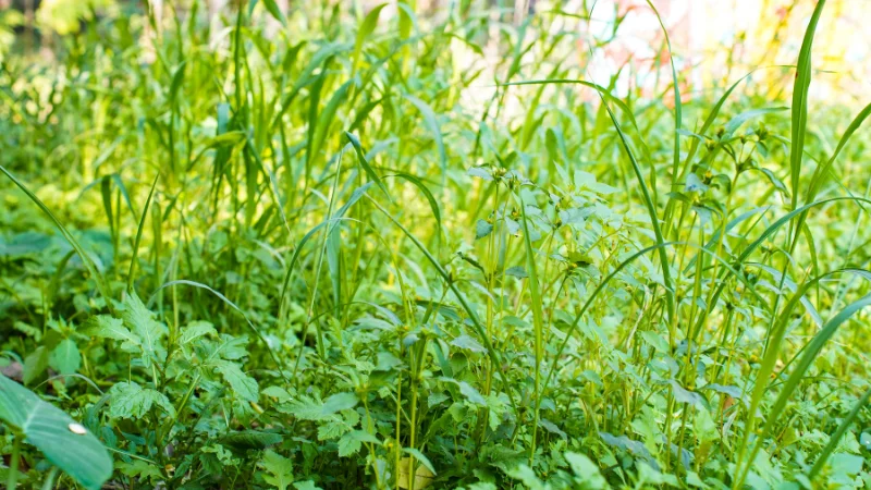 Fresh herbs ready for harvest