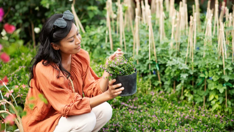 Raised herb garden with healthy plants