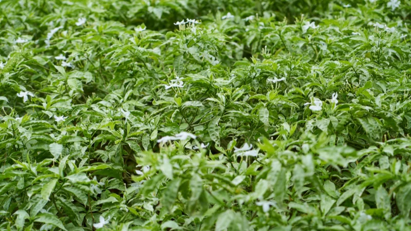 Kitchen herb garden with culinary herbs