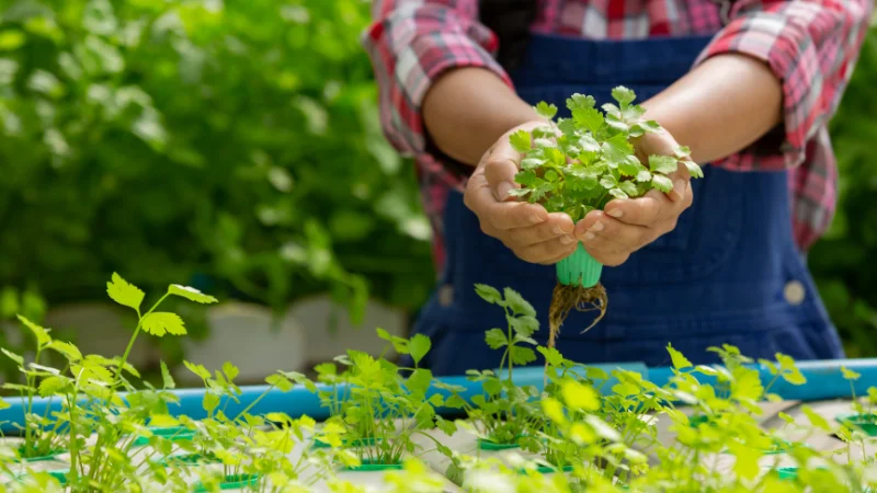 Fragrant herb garden with aromatic plants