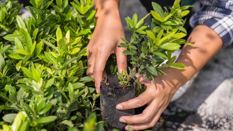 Backyard herb garden with mixed herbs