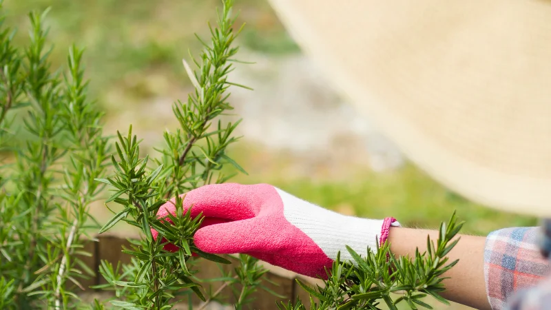 Decorative herb garden with lush greenery