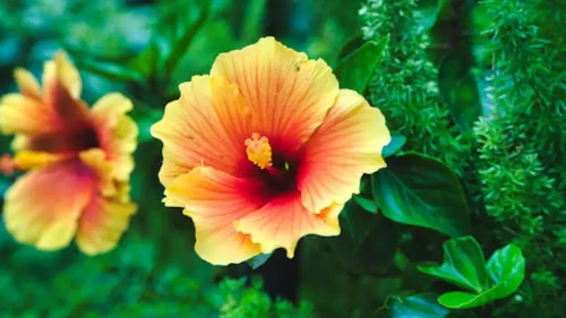 Large golden-orange Hibiscus flower with a deep red-orange centre and a second bloom in the background.