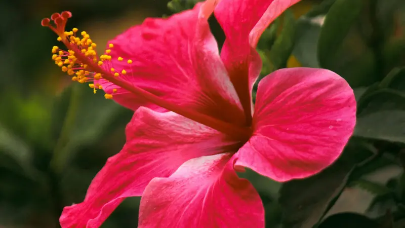 Extreme close-up of a deep pink Hibiscus flower showing petal veining and a bright yellow staminal column.