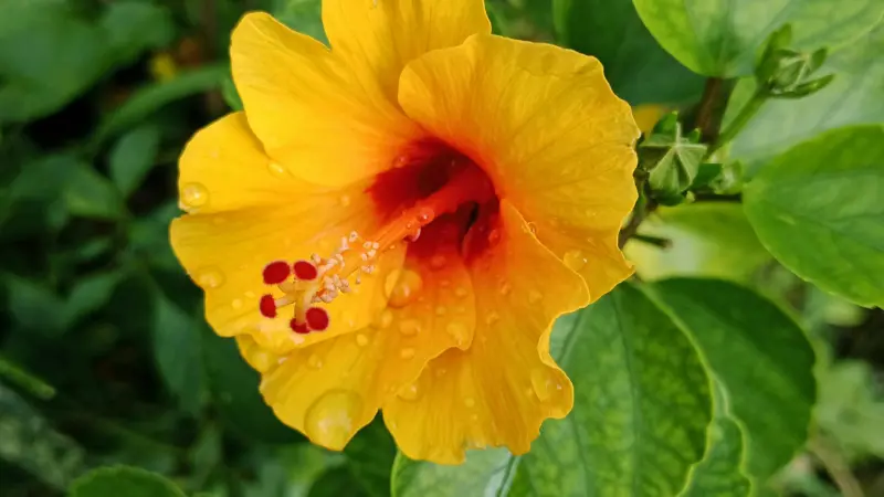 Bright yellow Hibiscus flower covered in rain droplets with a deep red centre.