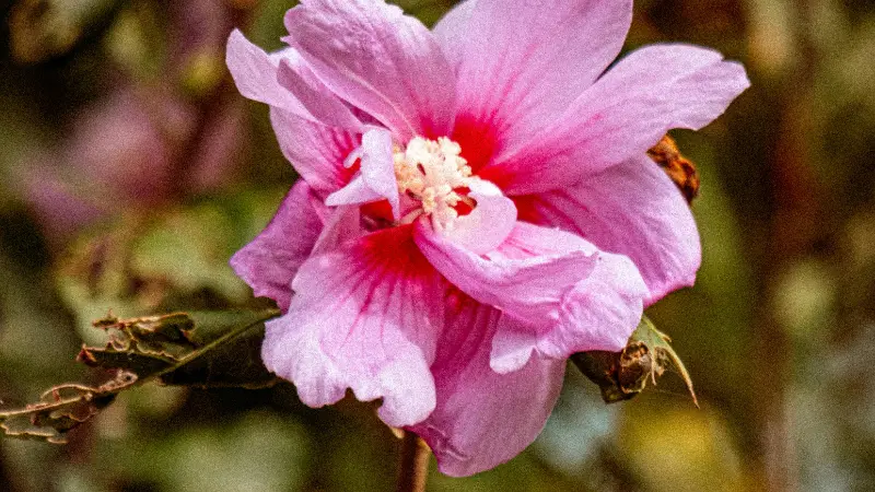 Pale pink double Hibiscus flower with layered ruffled petals.