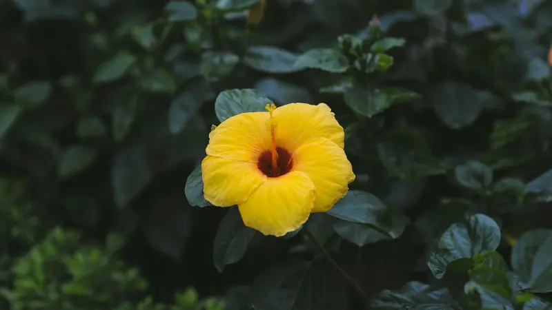 Single deep yellow Hibiscus flower with a dark reddish-brown centre against dark foliage.