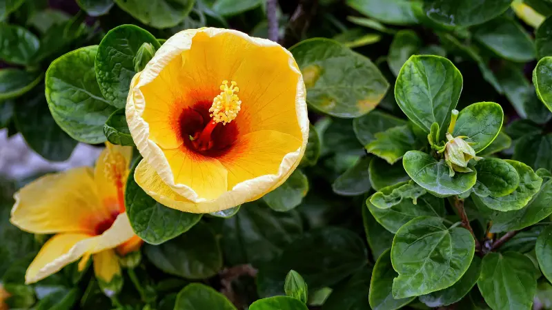 Yellow Hibiscus flower with ruffled petals and a fiery orange-red centre.