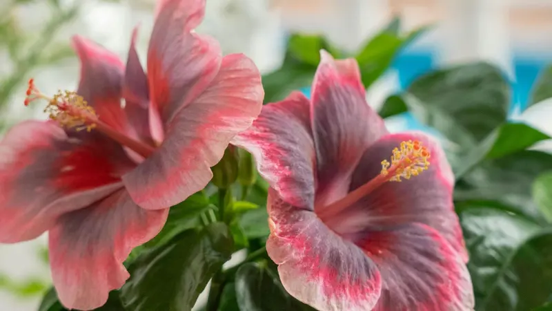 Two dramatic purple-pink Hibiscus flowers with contrasting pink-and-yellow stamens.