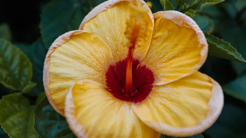 Close-up of a golden-yellow Hibiscus flower with ruffled petals and a wine-red centre.