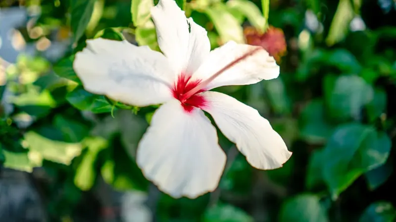 Single white Hibiscus flower with a deep red centre surrounded by green foliage.